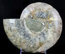 Cut Ammonite Fossil (Half) - Beautifully Agatized #58274-1